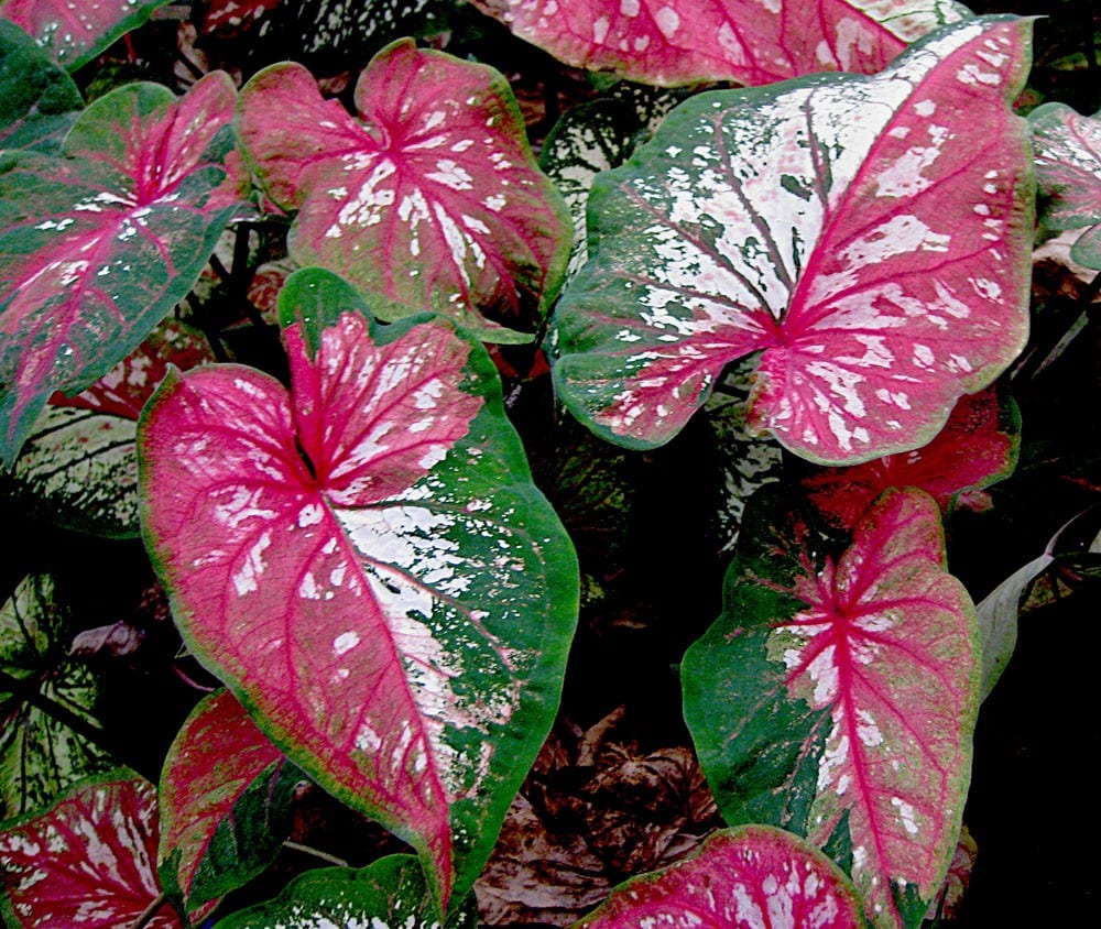 Caladium