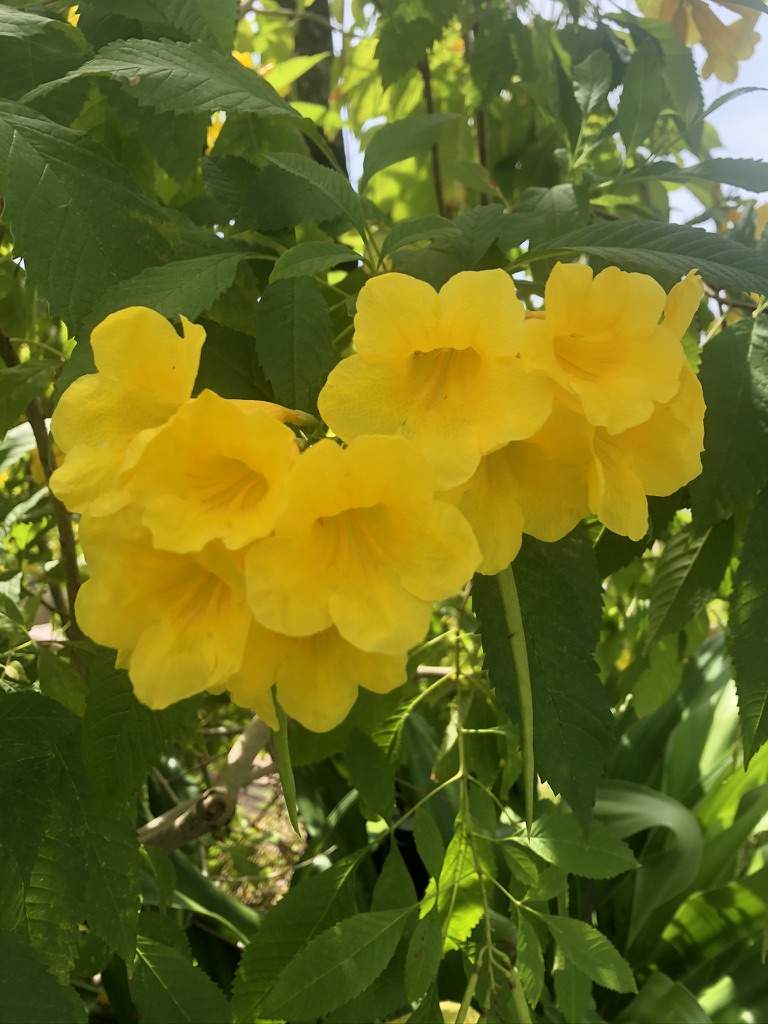 Cassia Fistula