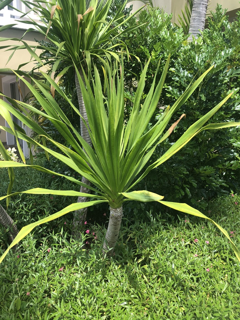 Dracaena loureiri