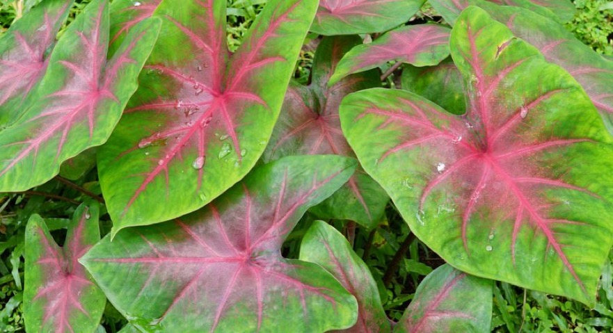 Elephant&#39;s Ear