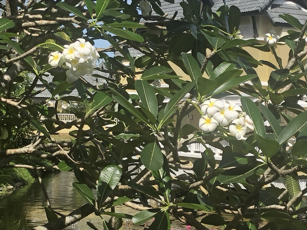 Frangipani 1