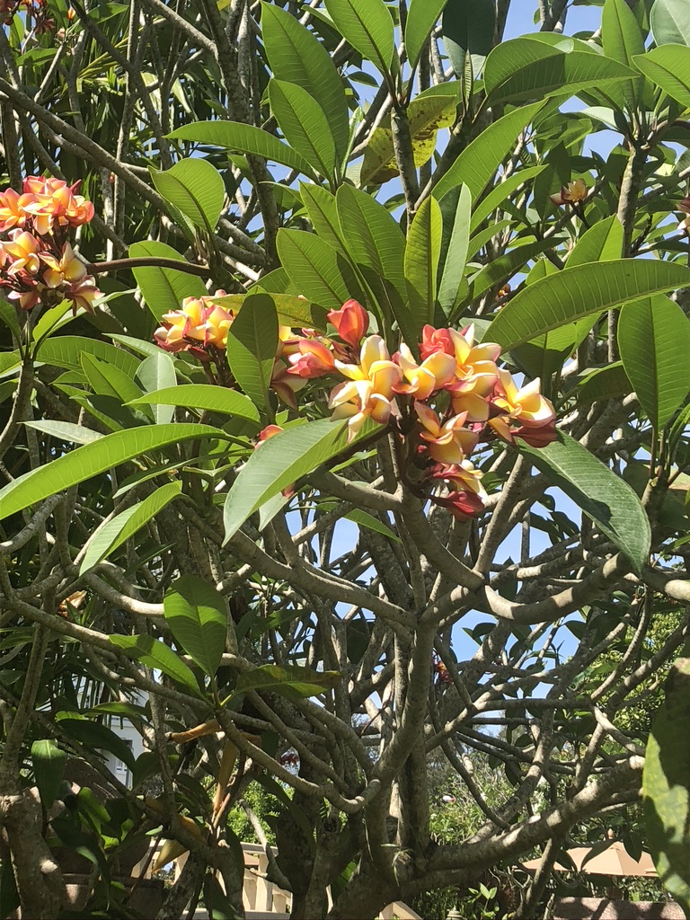 Frangipani 2