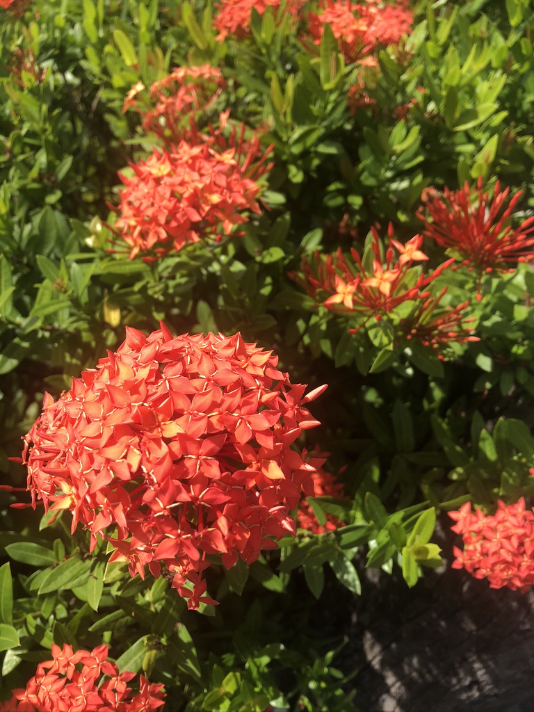 Ixora