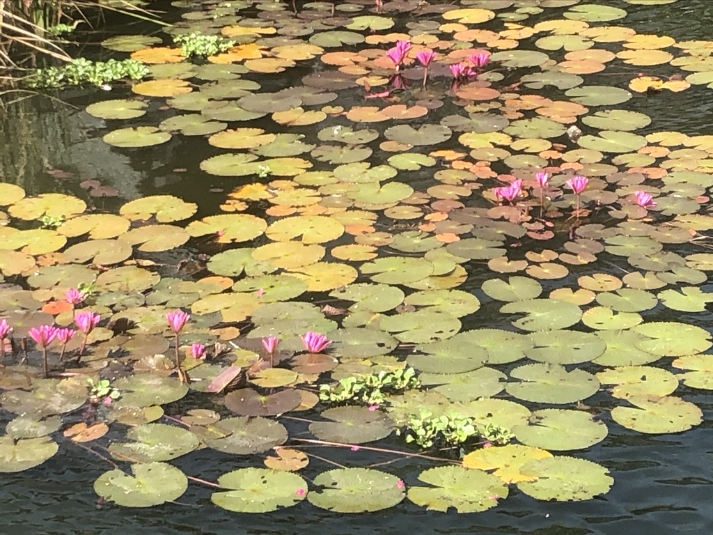 Nelumbo nucifera