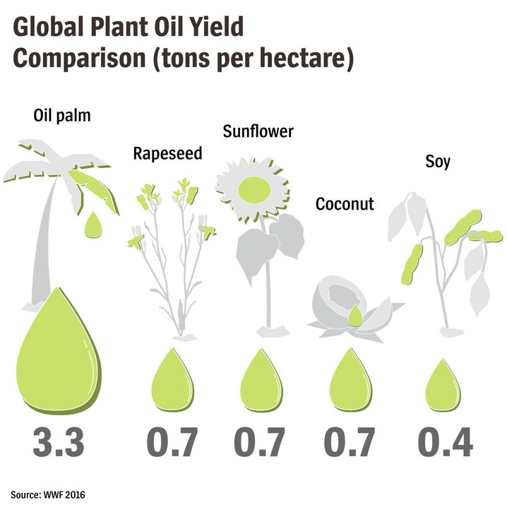 Oil Yield