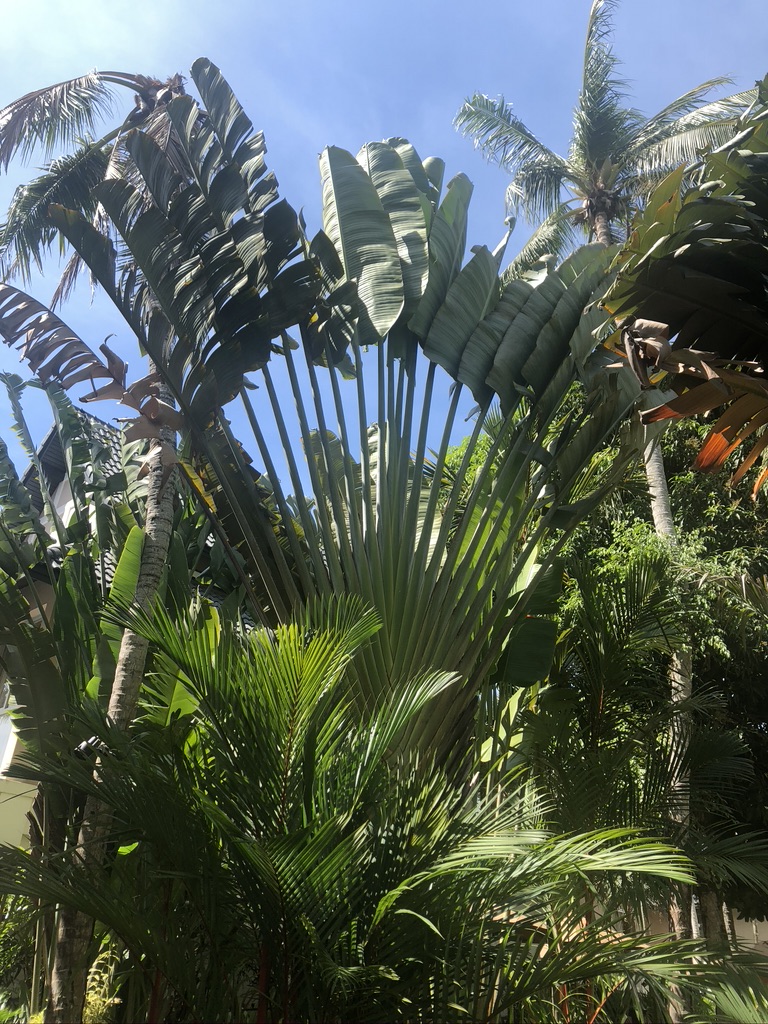 Traveller&#39;s Palm