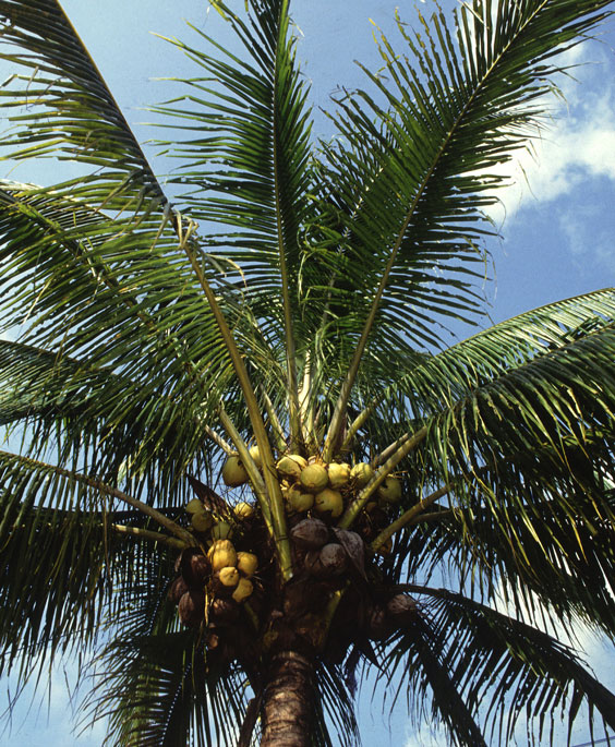 Coconut Tree