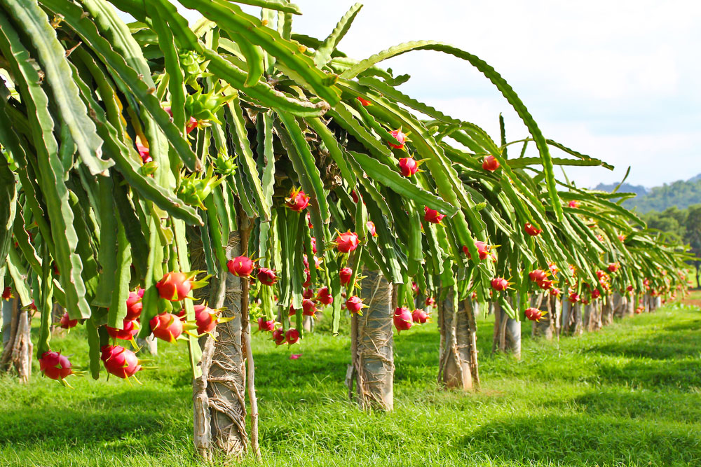 Dragon Fruit Tree