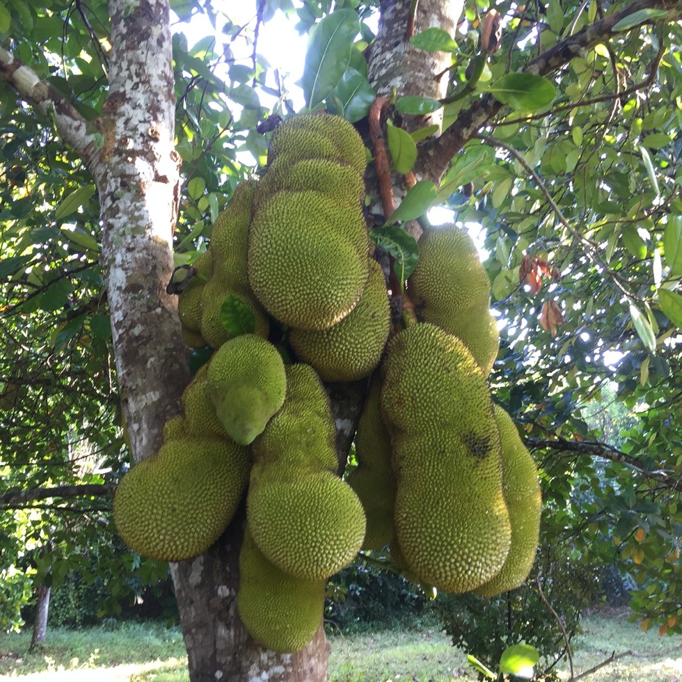 Jackfruit Tree