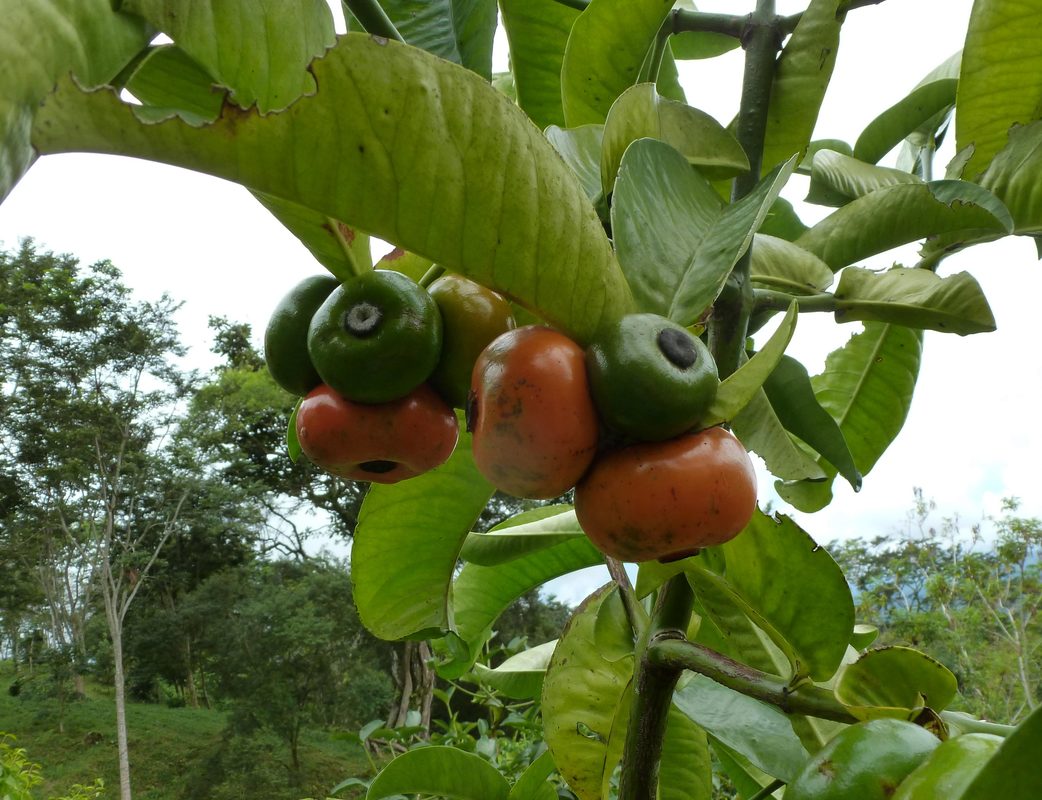 Mangosteen on Tree