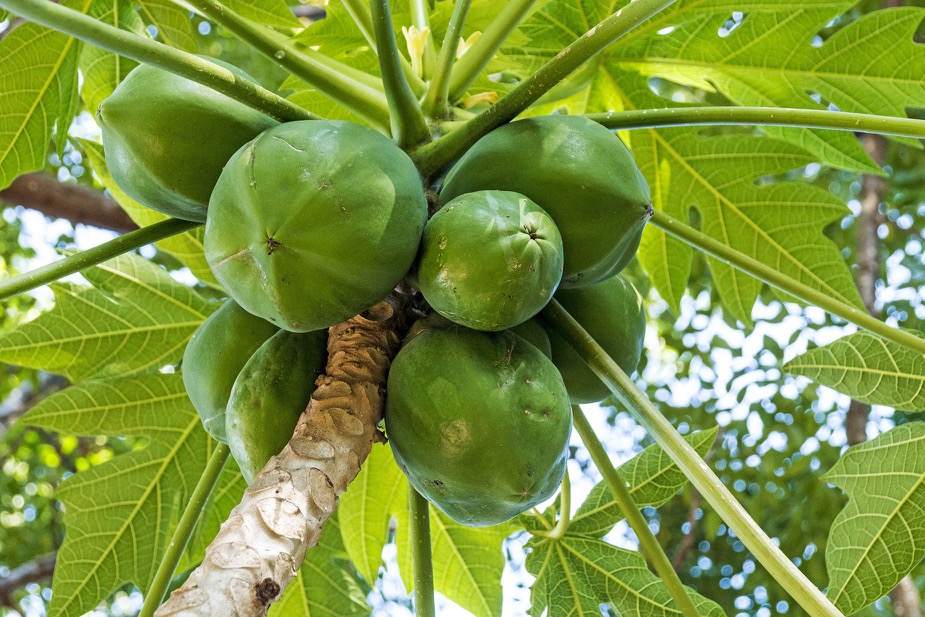 Papaya Tree