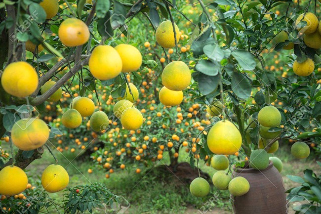 Pomelo Tree