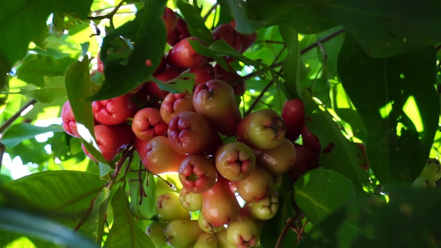 Rose Apple Tree