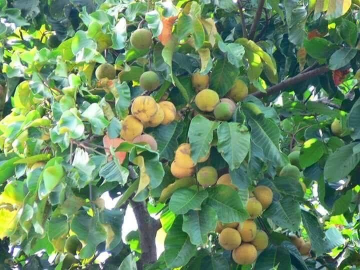 Santol Tree