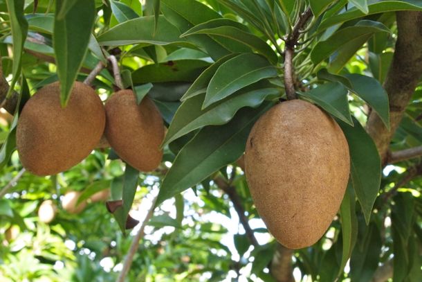 Sapodilla Fruit