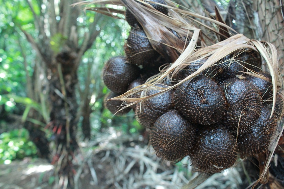 Snake Fruit Tree