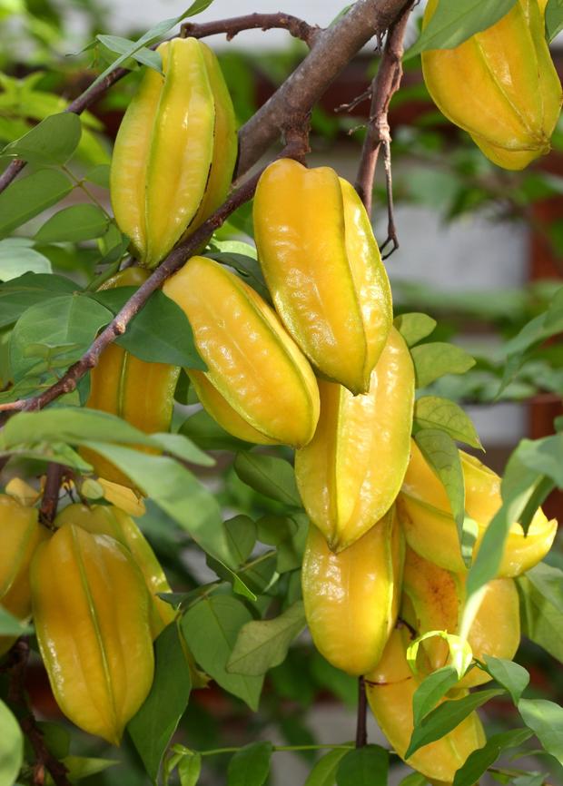 Star Fruit Tree