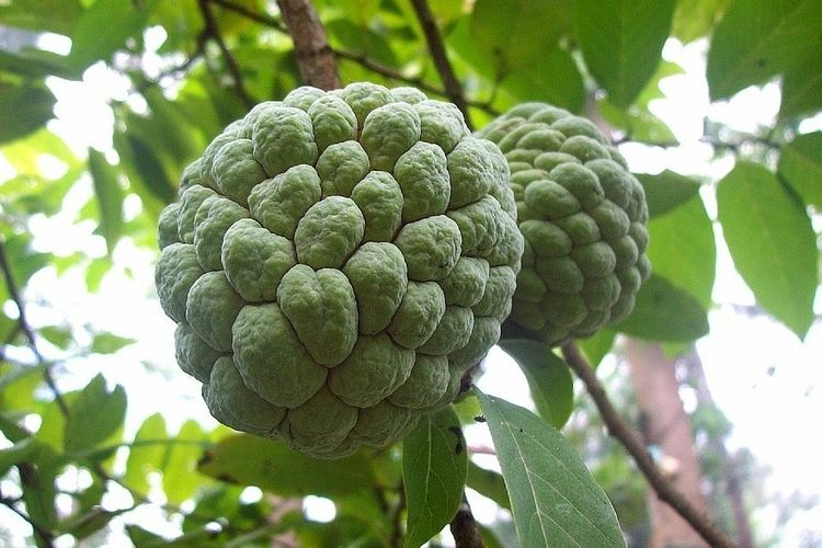 Sugar Apple Tree