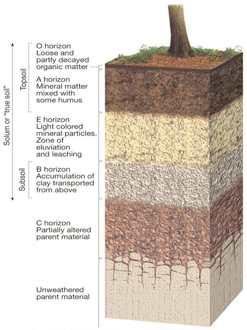 Soil horizons