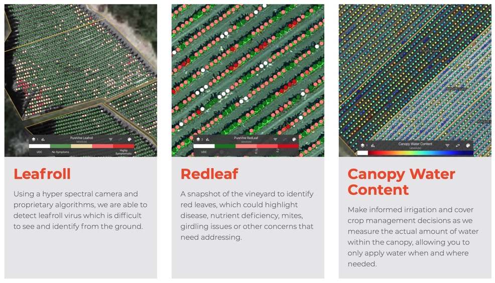 Vine Diseases