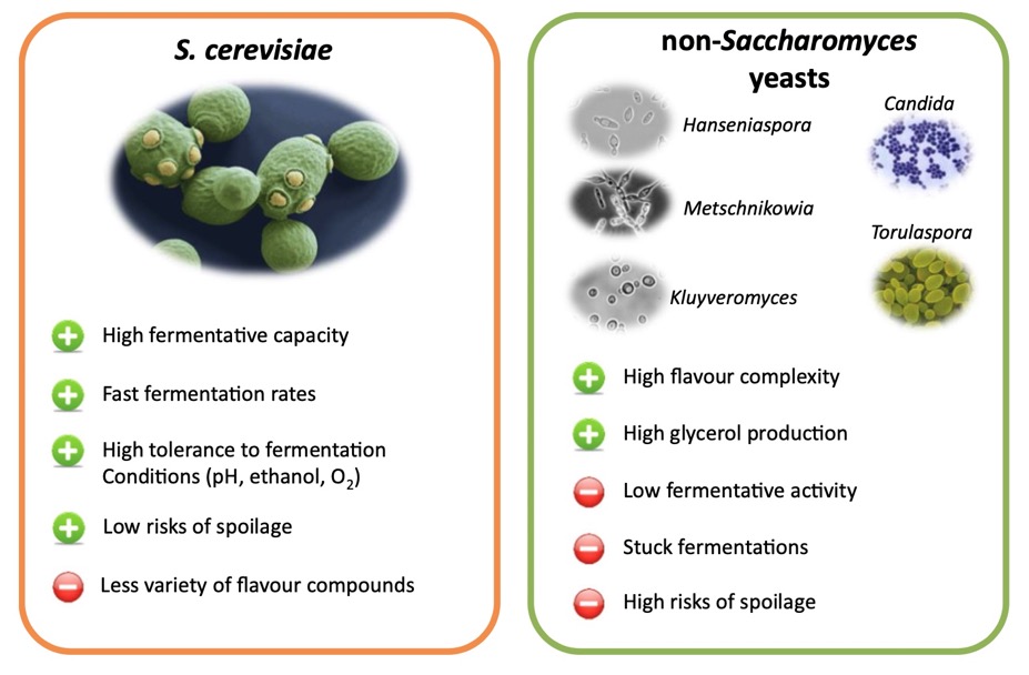  Saccharomyces and non-Saccharomyces