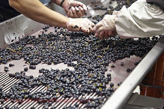 Berry Sorting