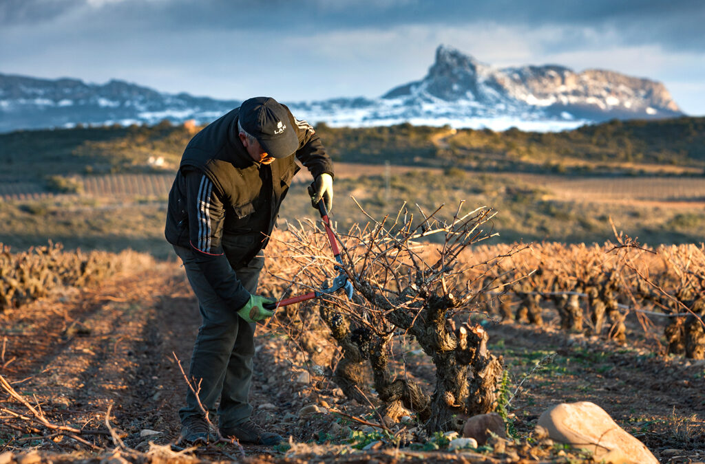 Bud Break and Pruning