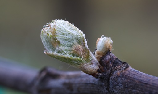 Bud Break