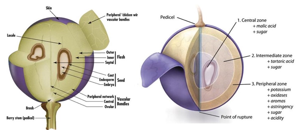 Grape Berry Diagram