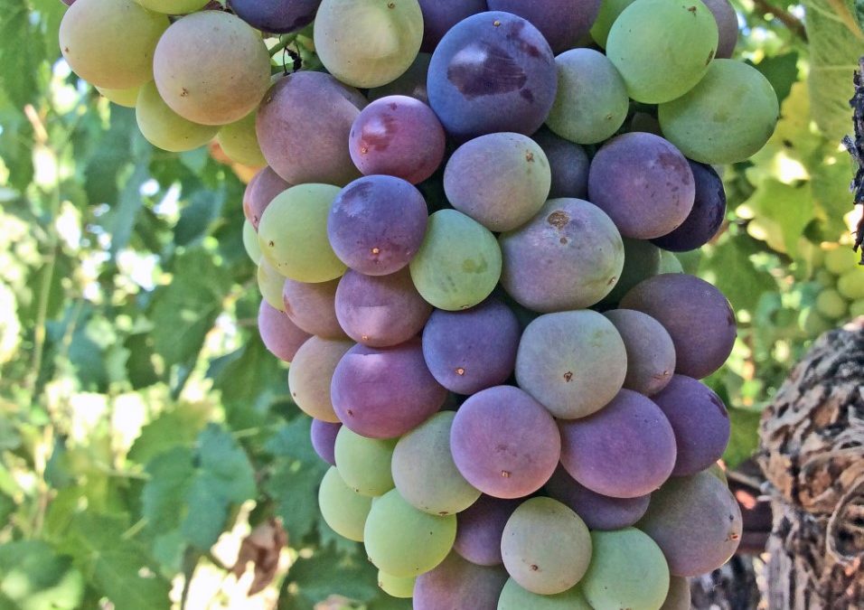 Grape Colours