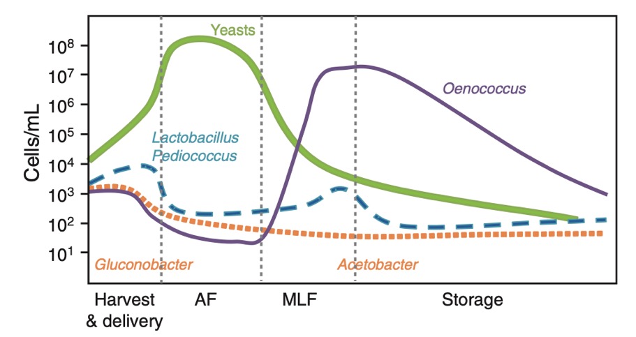 Growth Dynamics of Yeast and Bacteria