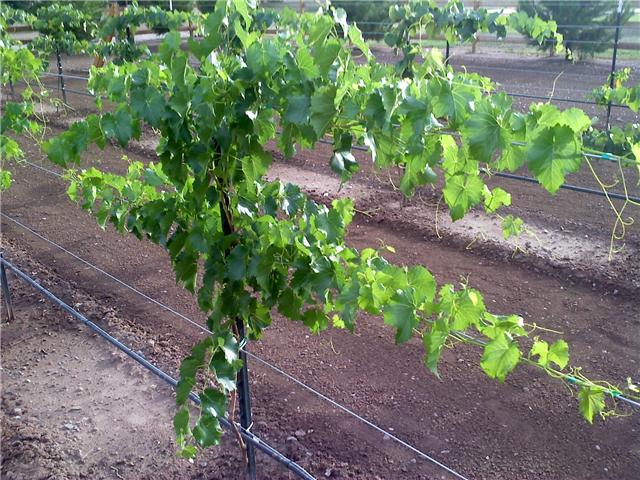 One Year Old on Trellises