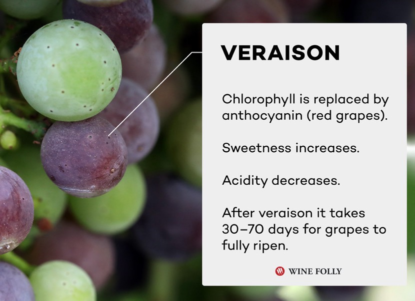 Veraison