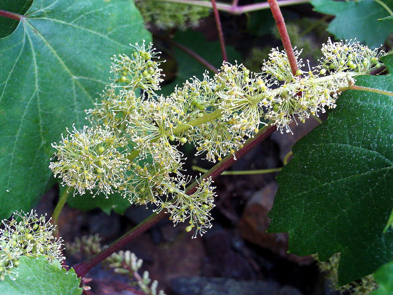 Vine Flowers