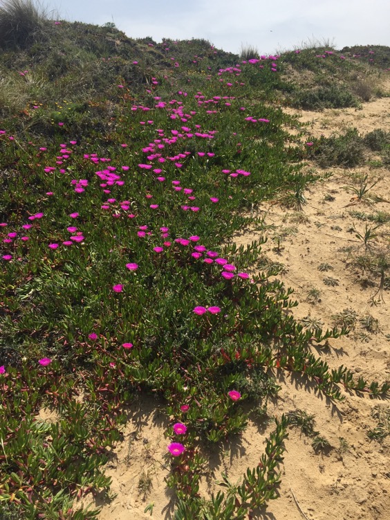 Dunes with flowers